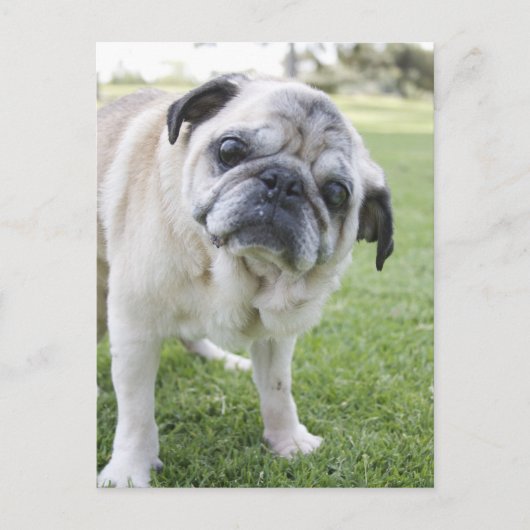 IMG_2562 BRIEFKAART (Voorkant)