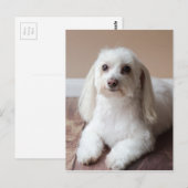 IMG_4050 BRIEFKAART (Voorkant / Achterkant)