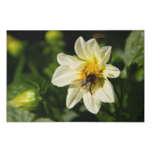 Bumblebee et dahlia blanc photo