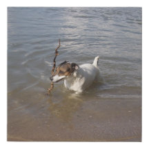 Capo von Oppenheim Jack Russell Terrier, Chien