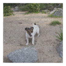 Capo von Oppenheim Jack Russell Terrier, Chien