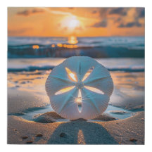 Coucher du soleil à travers le dollar du sable
