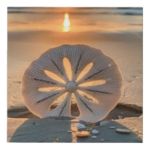 Coucher du soleil derrière le dollar du sable