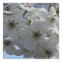 Gryforaday imprimé floral blanc