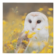Hibou de grange dans le domaine de fleur jaune