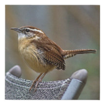 Imprimer Carolina Wren