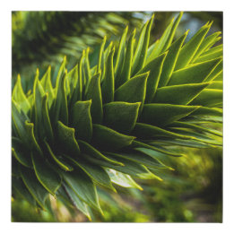Imitation Canevas Monkey Puzzle Tree - Photographie d'arbre