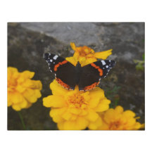 Papillon & Marigolds Faux Wrapped Canvas Petit