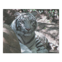 tigre blanc