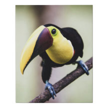 Toucan du Costa Rica