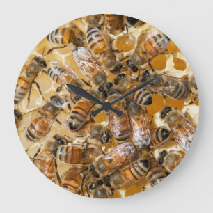 Imkerij bij Arlo's Honey Farm Grote Klok