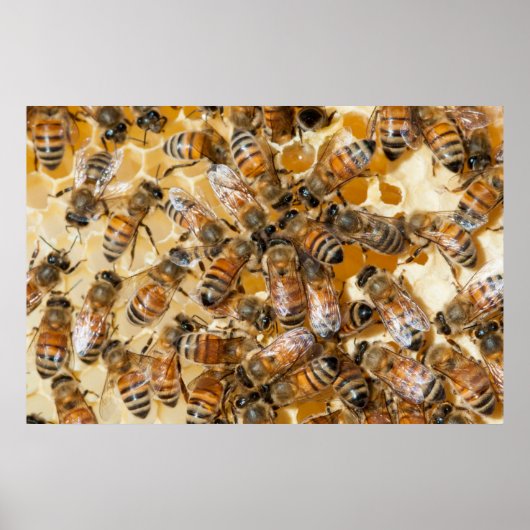 Imkerij bij Arlo's Honey Farm Poster (Voorkant)