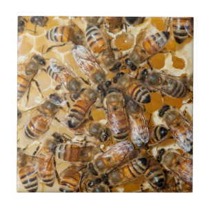 Imkerij bij Arlo's Honey Farm Tegeltje