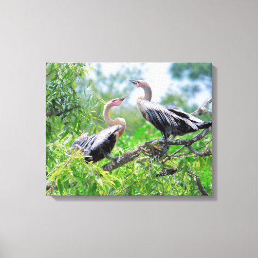 Immature Anhingas Wrapped Canvas (Voorkant)