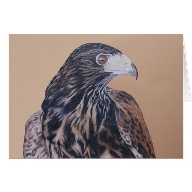 Immature Harris Hawk (Devant horizontal)