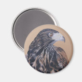 Immature Harris Hawk Magneet (Voorkant / Achterkant)
