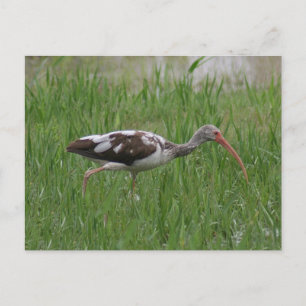 Immature Ibis Photo Briefkaart