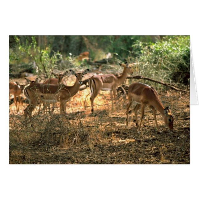 Impala (Devant horizontal)