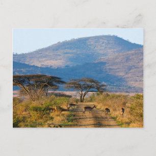 Impala (Aepyceros Melampus), Hluhluwe-Umfolozi Briefkaart