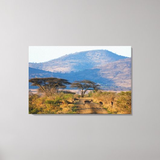 Impala (Aepyceros Melampus), Hluhluwe-Umfolozi Canvas Afdruk (Voorkant)