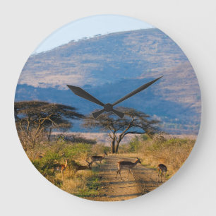 Impala (Aepyceros Melampus), Hluhluwe-Umfolozi Grote Klok