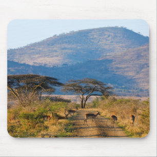 Impala (Aepyceros Melampus), Hluhluwe-Umfolozi Muismat