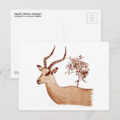 Impala Antelope Dier Wildlife Tekening Schets Briefkaart (Voorkant / Achterkant)