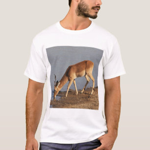Impala antilope drink bij de waterhole foto t-shirt