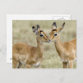 Impala Babys Briefkaart (Voorkant / Achterkant)
