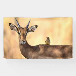 Impala en Oxpecker Bird in Afrika Spandoek