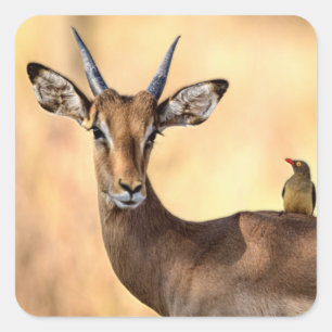 Impala en Oxpecker Bird in Afrika Vierkante Sticker