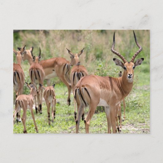 Impala in de Okavango-delta Briefkaart (Voorkant)