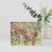 Impala in de Okavango-delta Briefkaart (Staand voorkant)