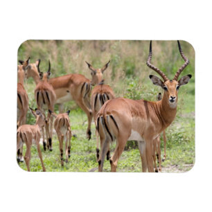 Impala in de Okavango-delta Magneet