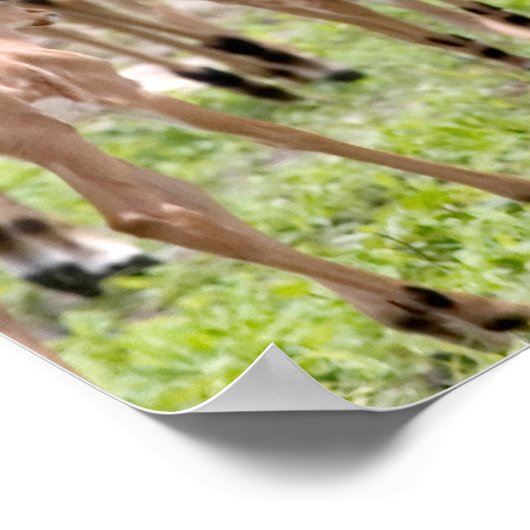 Impala in de Okavango-delta Poster (Hoek)