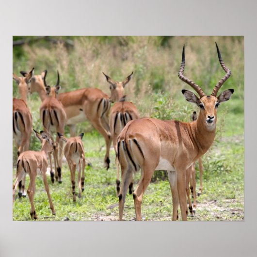 Impala in de Okavango-delta Poster (Voorkant)