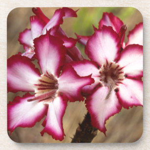 Impala lelie (Adenium Multiflorum), Kruger Onderzetter