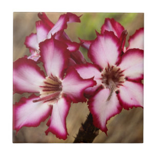 Impala lelie (Adenium Multiflorum), Kruger Tegeltje