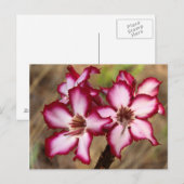 Impala Lily (Adenium Multiflorum), Kruger Briefkaart (Voorkant / Achterkant)