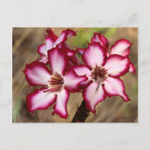Impala Lily (Adenium Multiflorum), Kruger Briefkaart