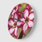 Impala Lily (Adenium Multiflorum), Kruger Grote Klok (Hoek)