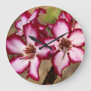 Impala Lily (Adenium Multiflorum), Kruger Grote Klok