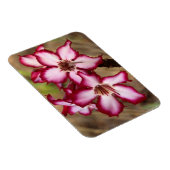 Impala Lily (Adenium Multiflorum), Kruger Magneet (Rechterzijde)