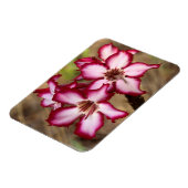 Impala Lily (Adenium Multiflorum), Kruger Magneet (Linkerzijde)