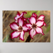 Impala Lily (Adenium Multiflorum), Kruger Poster (Voorkant)