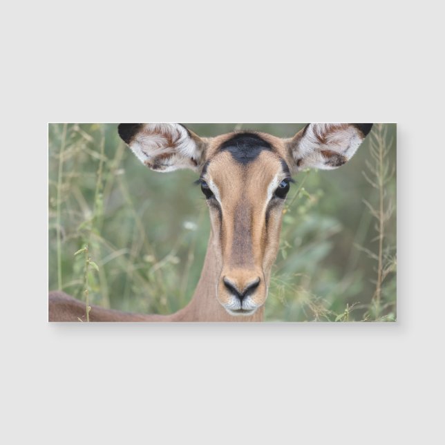 Impala Portrait (Voorkant)