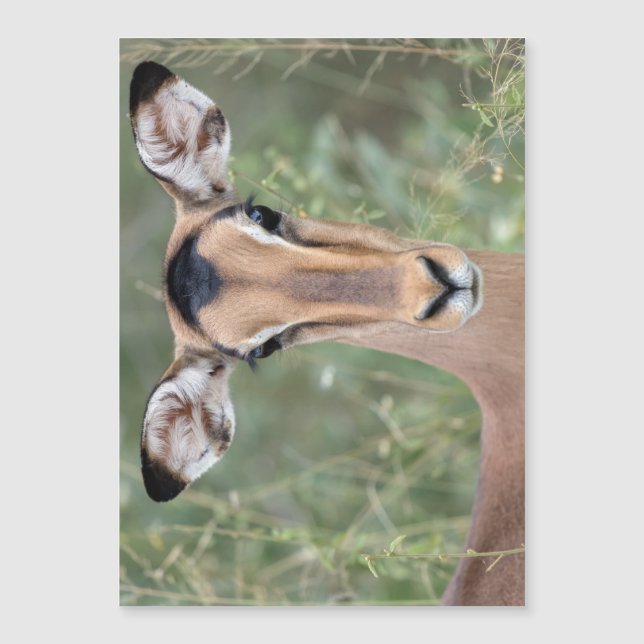 Impala Portrait (Voorkant)