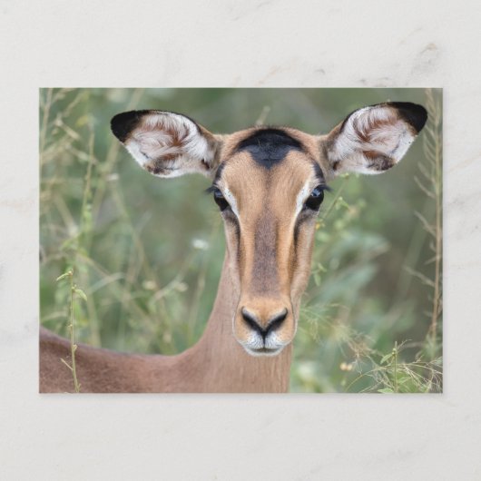 Impala Portrait Briefkaart (Voorkant)