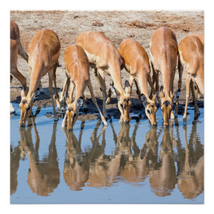 Impala's in het watergat perfect poster