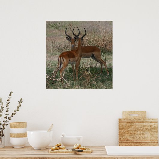 Impala's op de Serengeti - Afdruk Poster (Keuken)